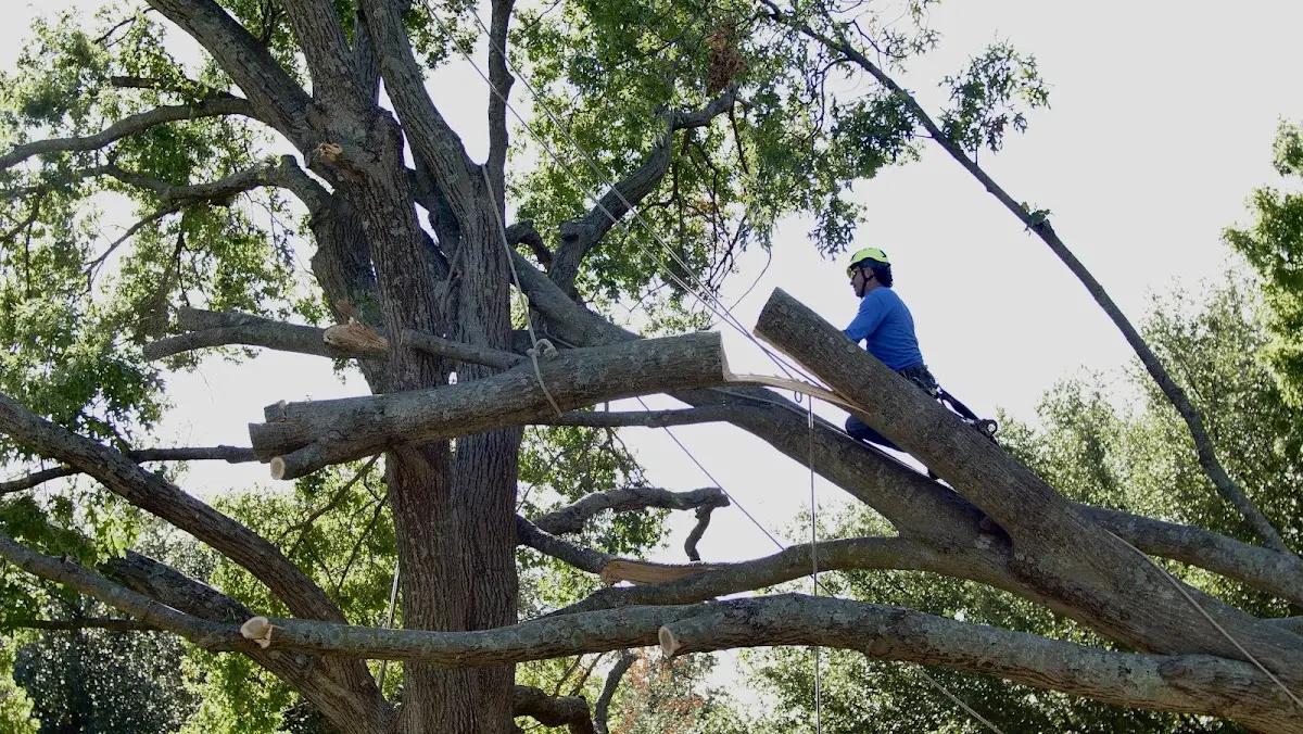 Professional Crown Thinning performed by certified arborists in Roswell