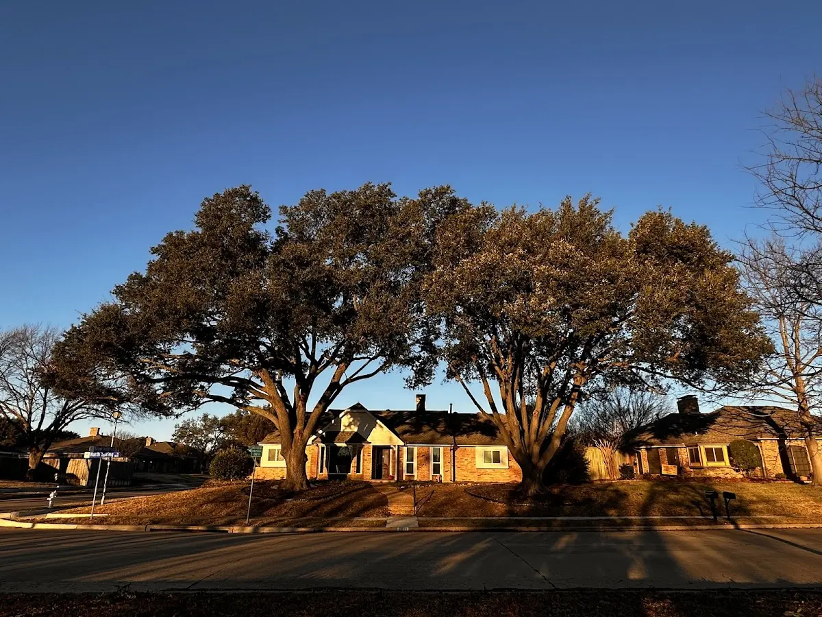 Established residential canopy tree shading a home in Roswell